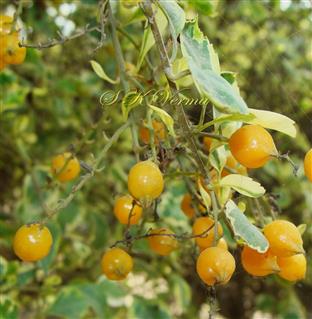  Drupes
